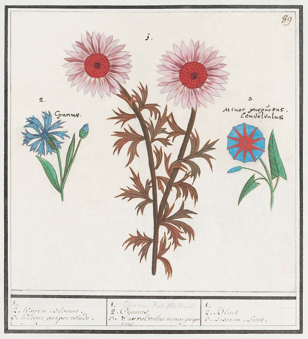 Unknown Flower, Cornflower, Centaurea cyanus and bindweed, Convolvulaceae (1596–1610) by Anselmus Boëtius de Boodt. Original…