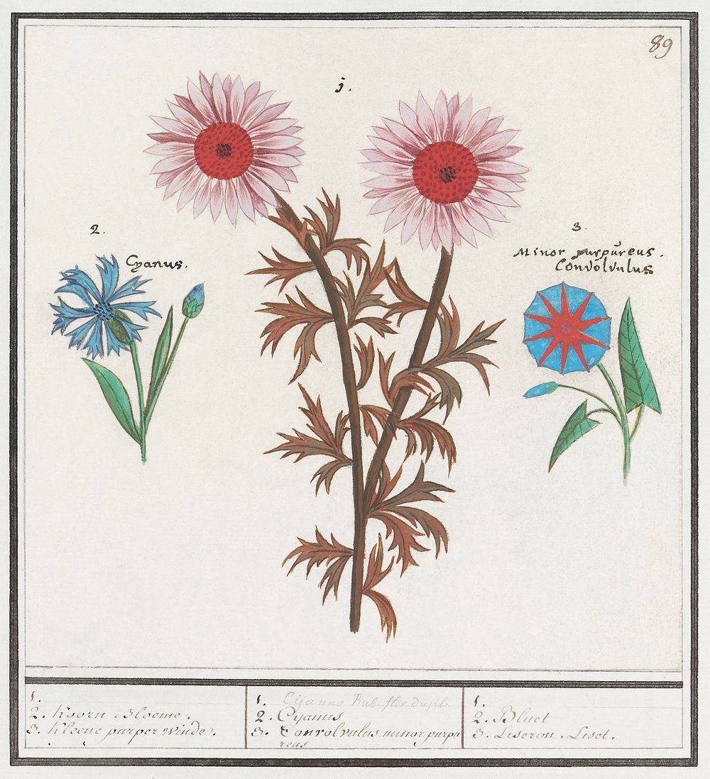 Unknown Flower, Cornflower, Centaurea cyanus and bindweed, Convolvulaceae (1596&ndash;1610) by Anselmus Bo&euml;tius de…