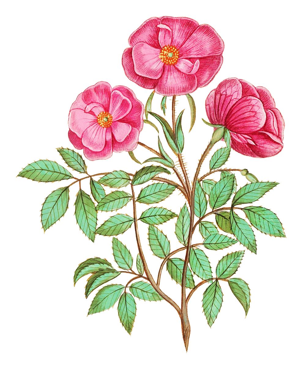 Vintage wild rose flower illustration
