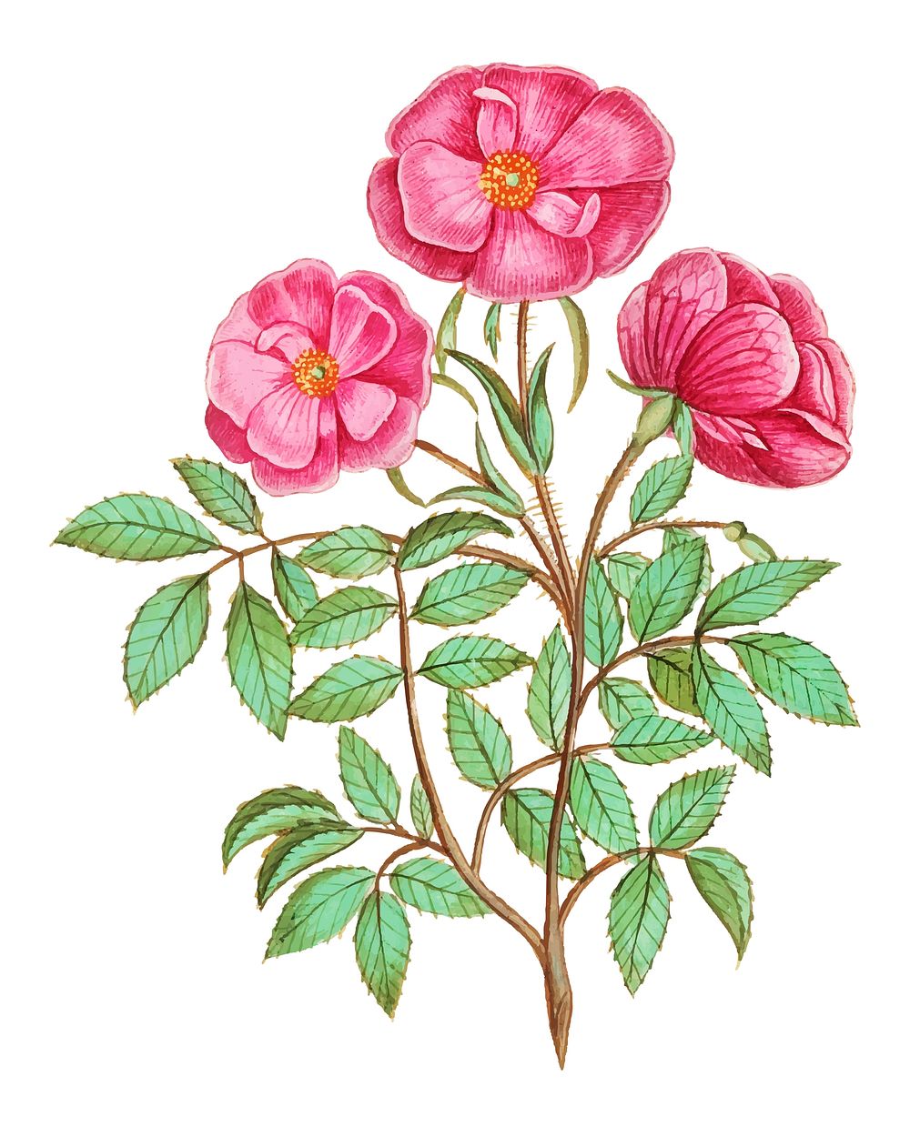 Vintage wild rose flower illustration in vector
