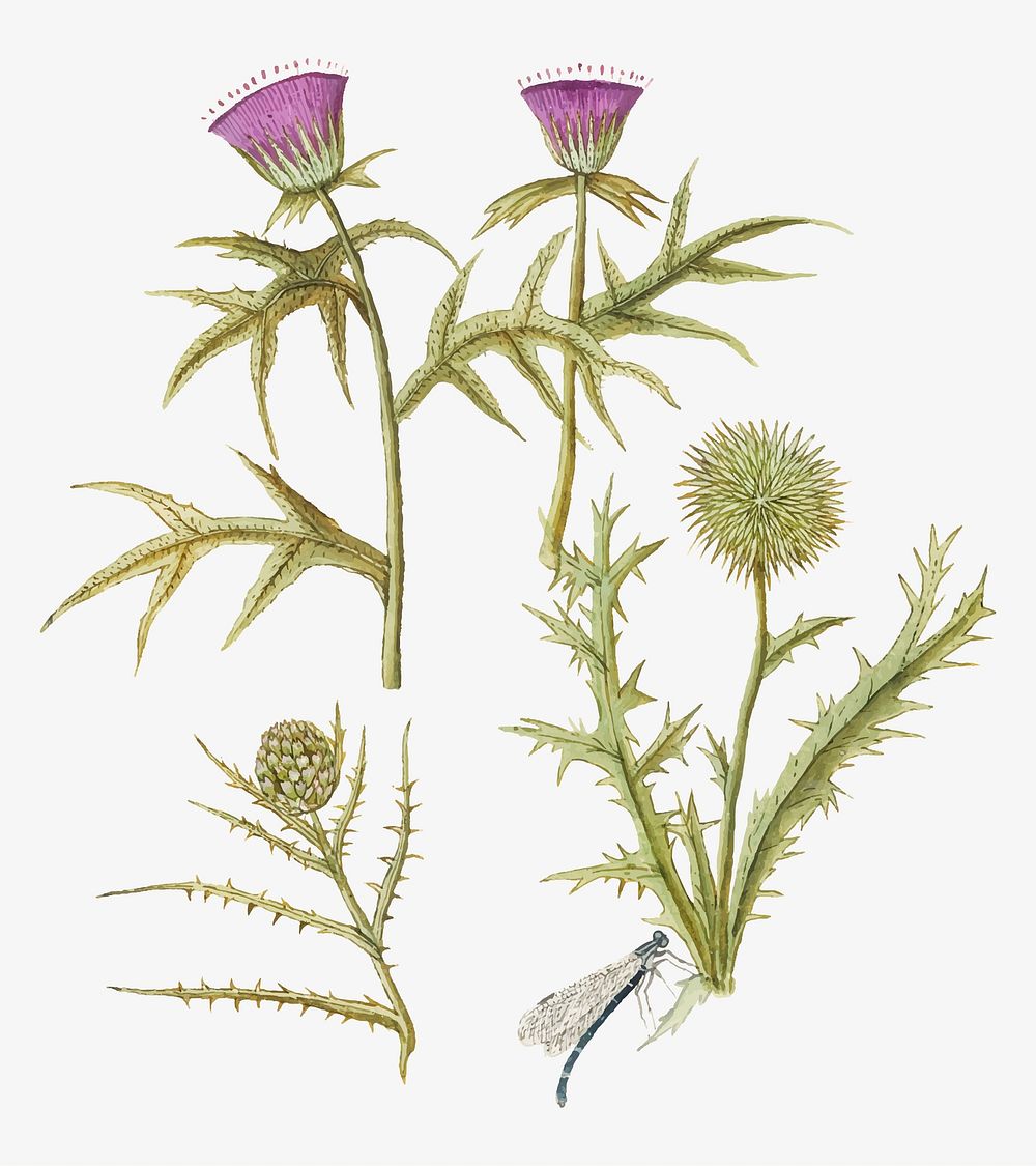 Vintage thistle and artichoke flower illustration in vector
