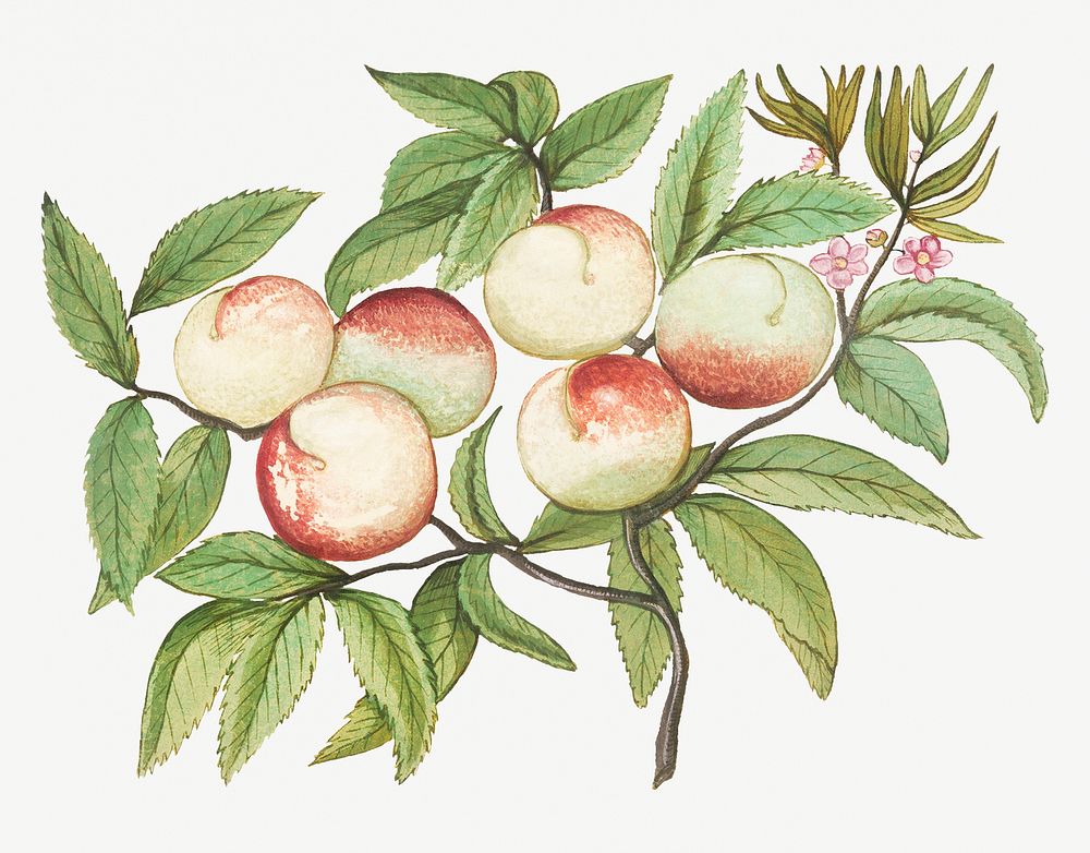 Vintage peach branch illustration
