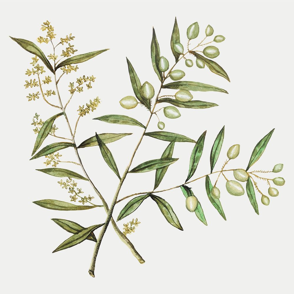 Vintage olive branch illustration in vector