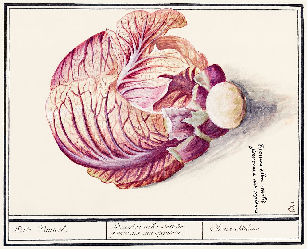 White cabbage, Brassica oleracea (1596&ndash;1610) by Anselmus Bo&euml;tius de Boodt. Original from the Rijksmuseum.…