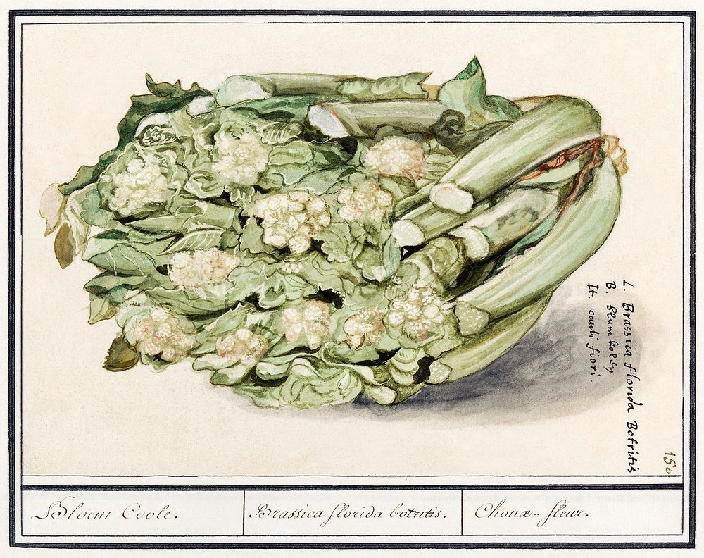 Cauliflower, Brassica oleracea convar, botrytis variety botrytis (1596&ndash;1610) by Anselmus Bo&euml;tius de Boodt.…