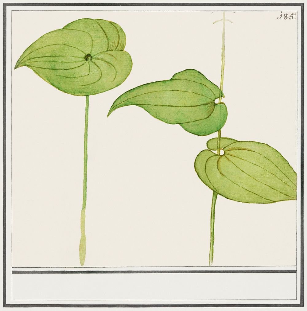 Plant, Unknown species (1596&ndash;1610) by Anselmus Bo&euml;tius de Boodt. Original from the Rijksmuseum. Digitally…