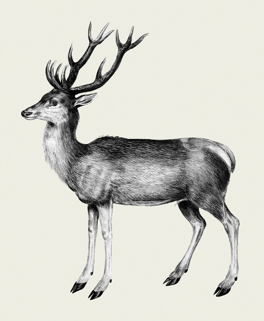 Vintage deer illustration