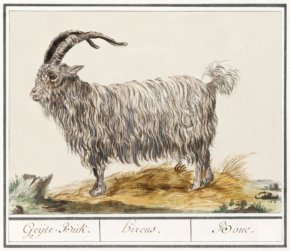 Goat, Capra hircus (1596&ndash;1610) by Anselmus Bo&euml;tius de Boodt. Original from the Rijksmuseum. Digitally enhanced by…