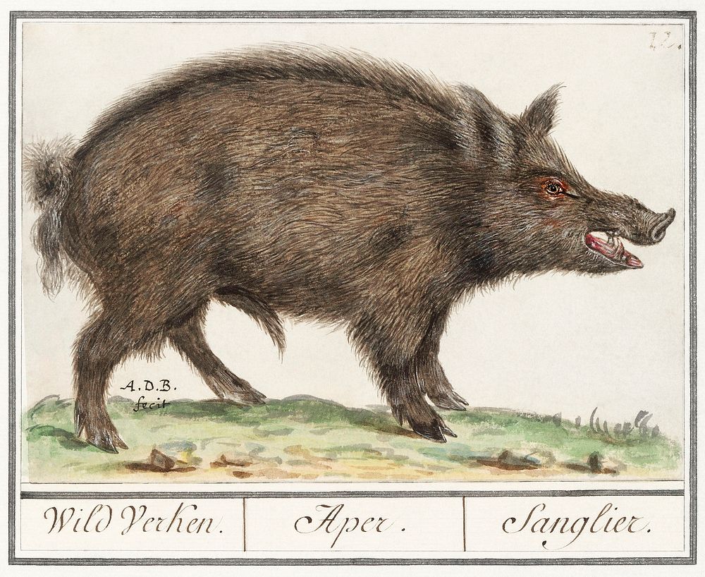 Wild boar, Sus scrofa (1596&ndash;1610) by Anselmus Bo&euml;tius de Boodt. Original from the Rijksmuseum. Digitally enhanced…