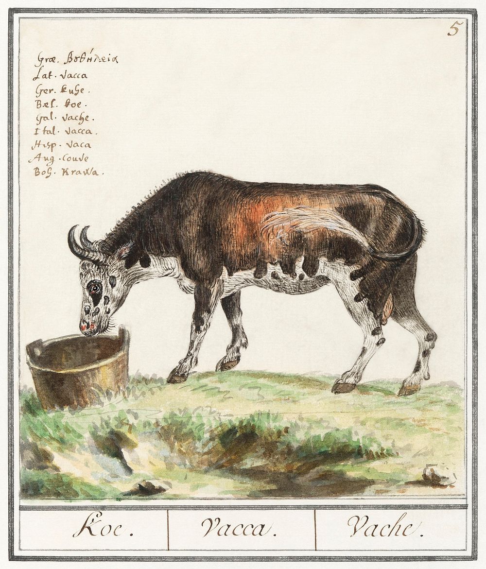 Cow, Bos taurus (1596&ndash;1610) by Anselmus Bo&euml;tius de Boodt. Original from the Rijksmuseum. Digitally enhanced by…