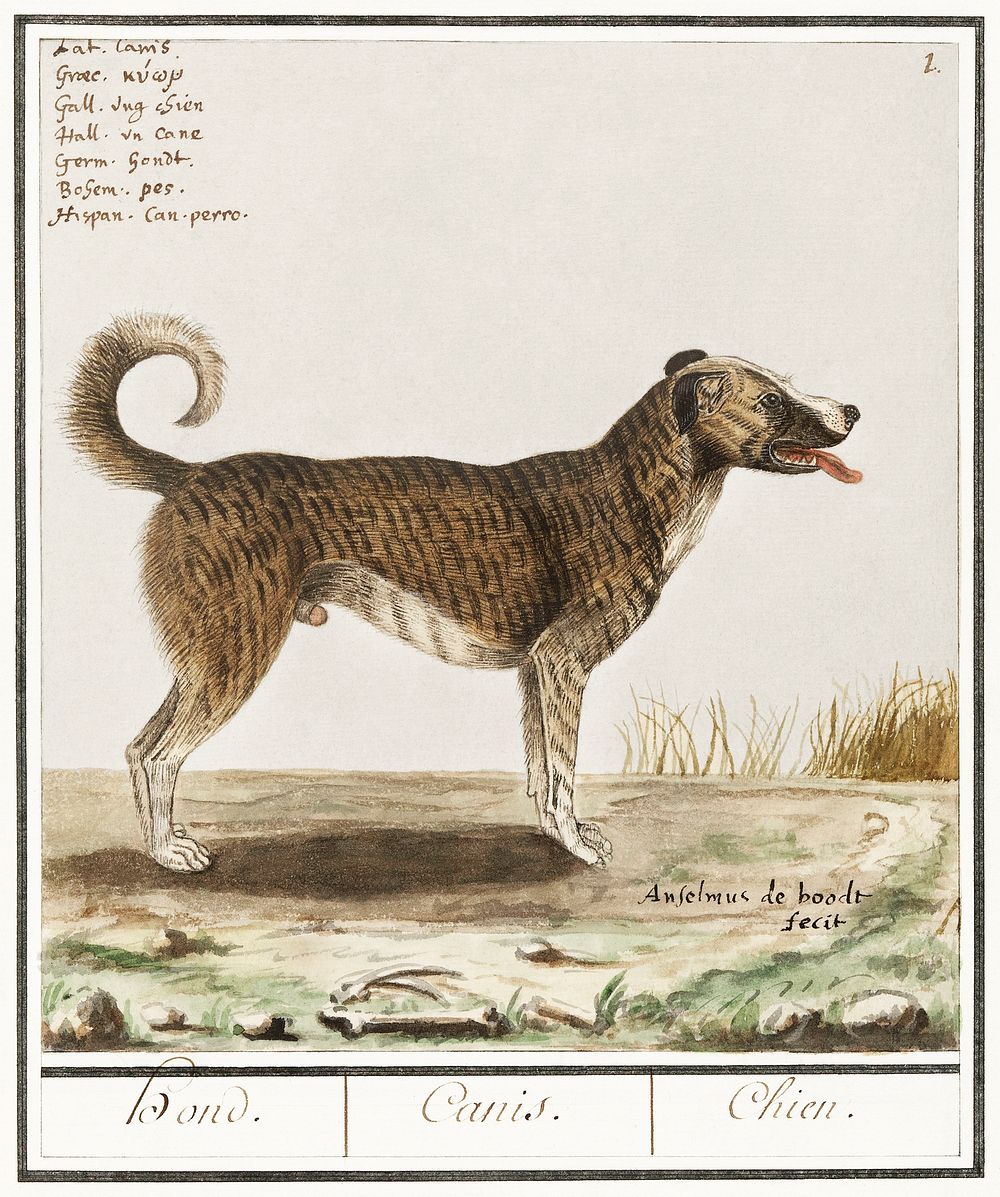 Dog, Canis lupus familiaris (1596&ndash;1610) by Anselmus Bo&euml;tius de Boodt. Original from the Rijksmuseum. Digitally…