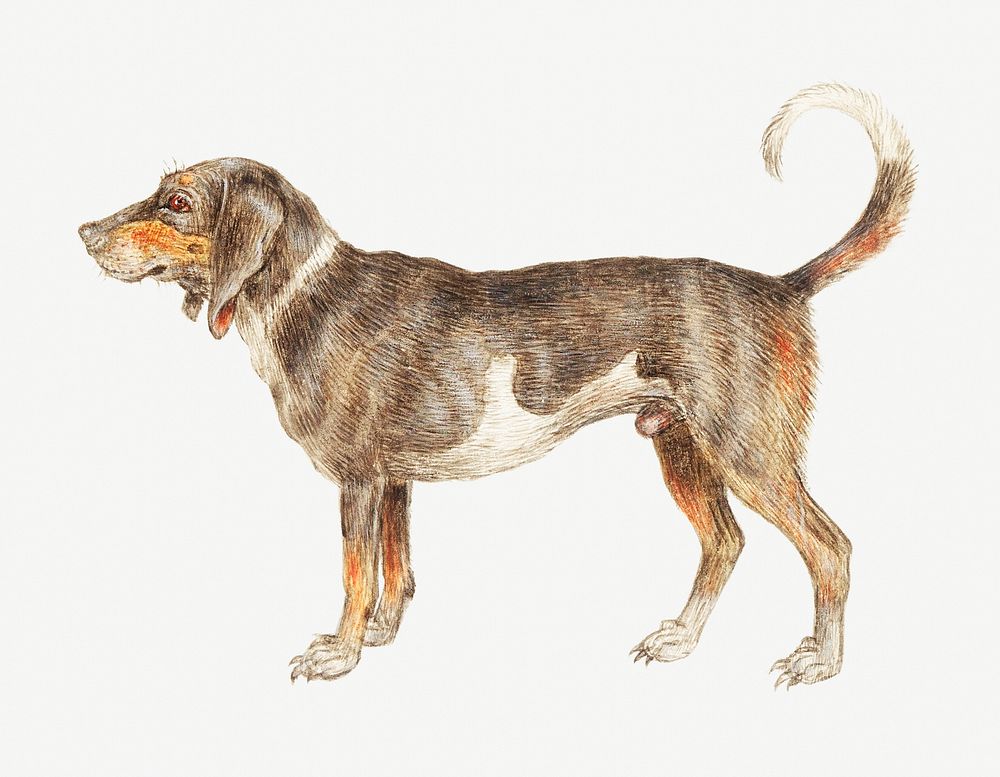 Vintage beagle illustration