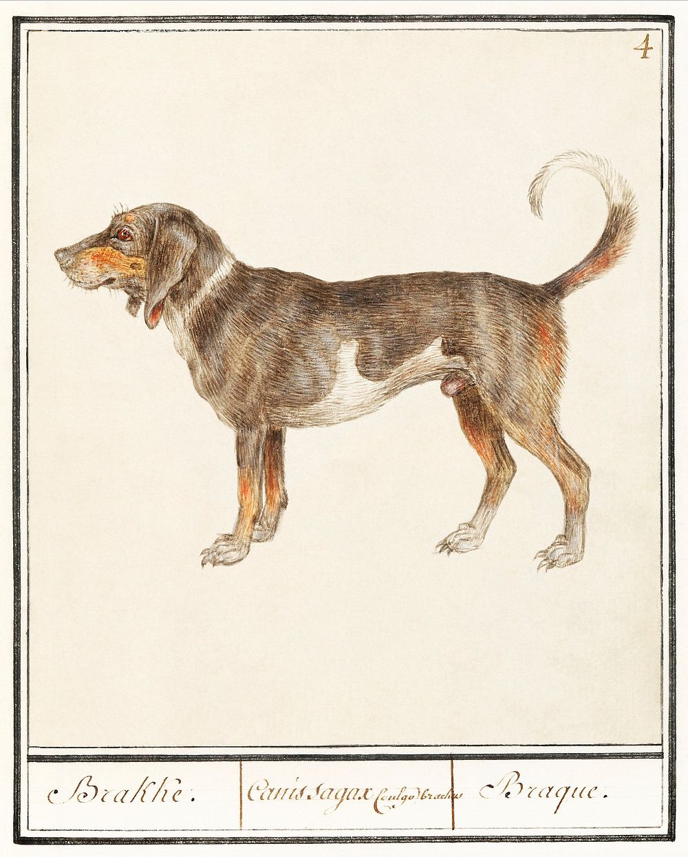 Beagle or Braque, Canis lupus familiaris (1596&ndash;1610) by Anselmus Bo&euml;tius de Boodt. Original from the Rijksmuseum.…