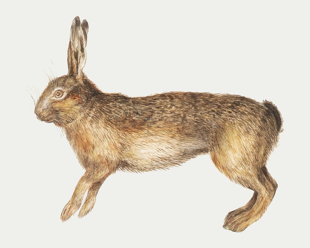 Vintage hare illustration in vector