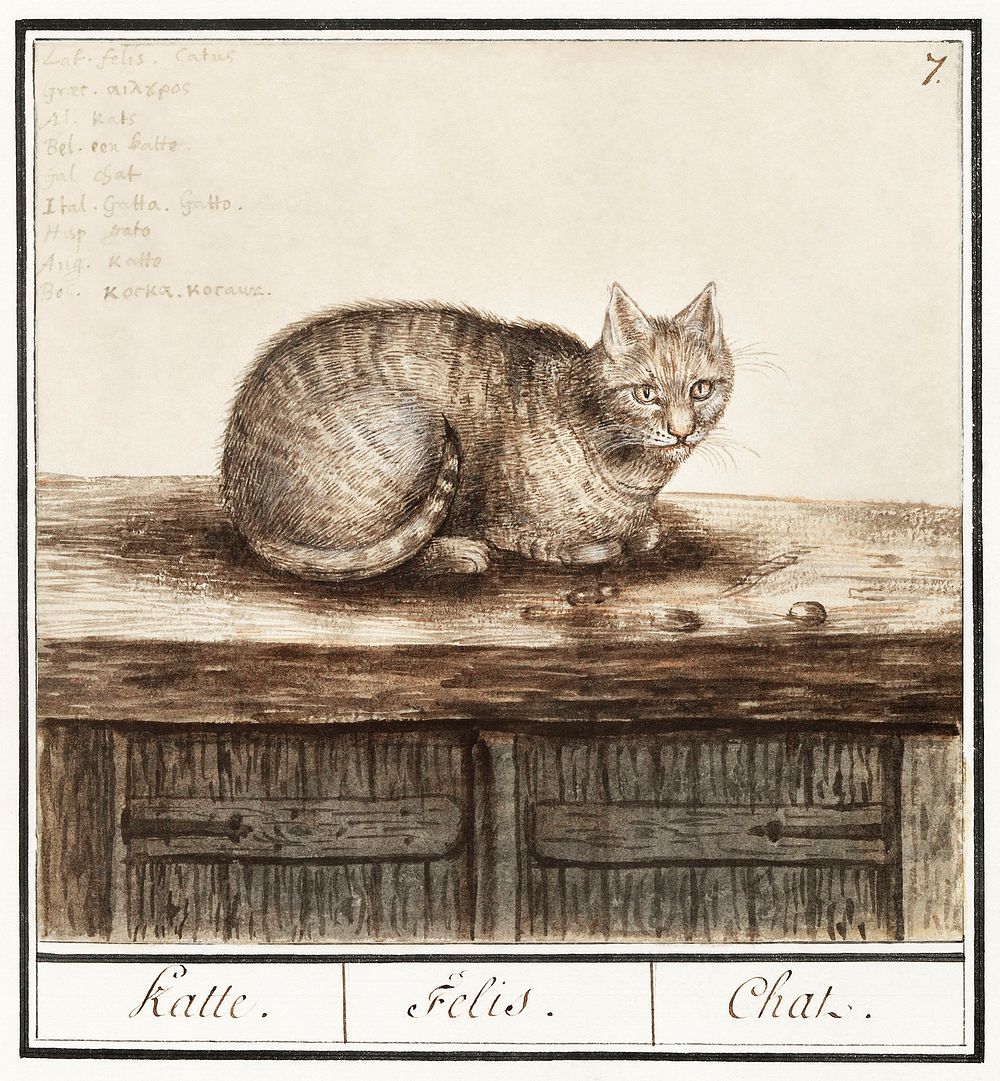 Cat, felis catus (1596&ndash;1610) by Anselmus Bo&euml;tius de Boodt. Original from the Rijksmuseum. Digitally enhanced by…