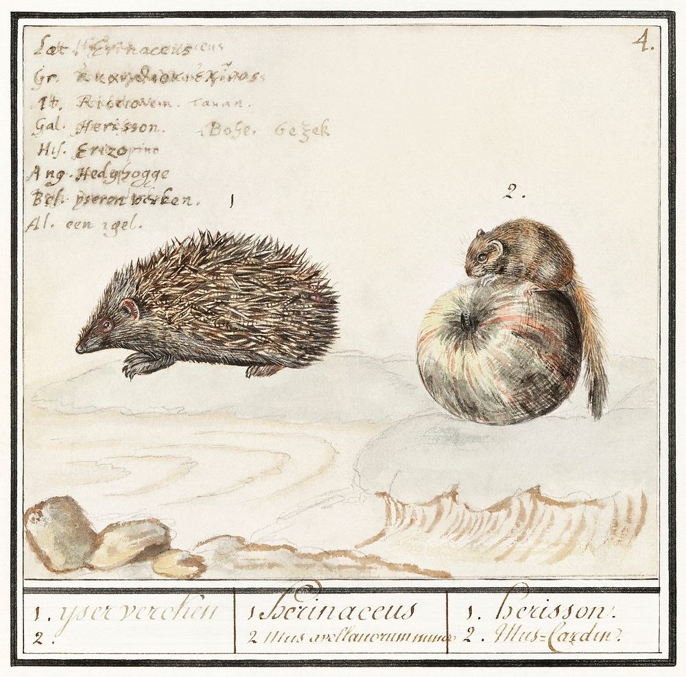Hedgehog, Erinaceus europaeus and a Hazel dormouse, Muscardinus avellanarius (1596&ndash;1610) by Anselmus Bo&euml;tius de…