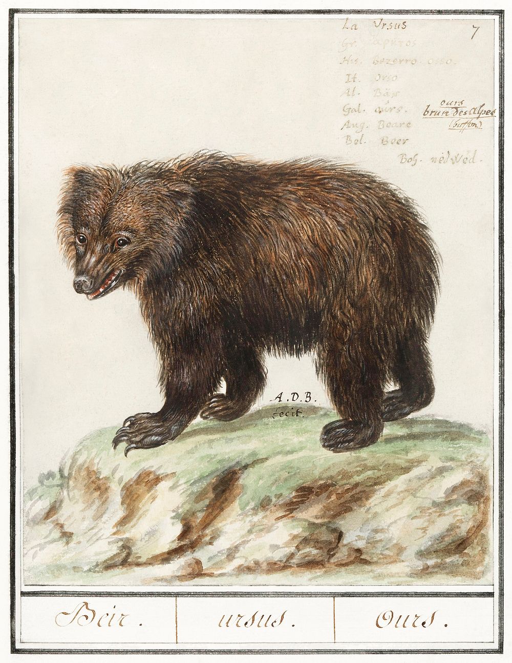 European brown bear, Ursus arctos arctos (1596&ndash;1610) by Anselmus Bo&euml;tius de Boodt. Original from the Rijksmuseum.…