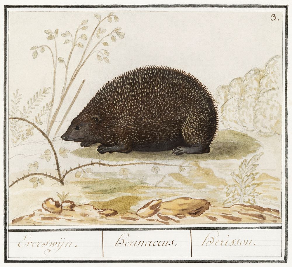 Hedgehog, Erinaceus europaeus (1596&ndash;1610) by Anselmus Bo&euml;tius de Boodt. Original from the Rijksmuseum. Digitally…