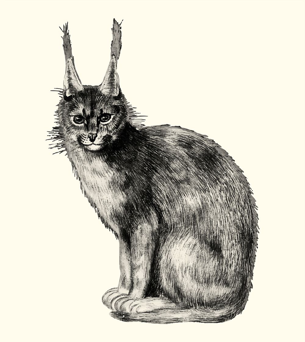 Vintage lynx illustration in vector
