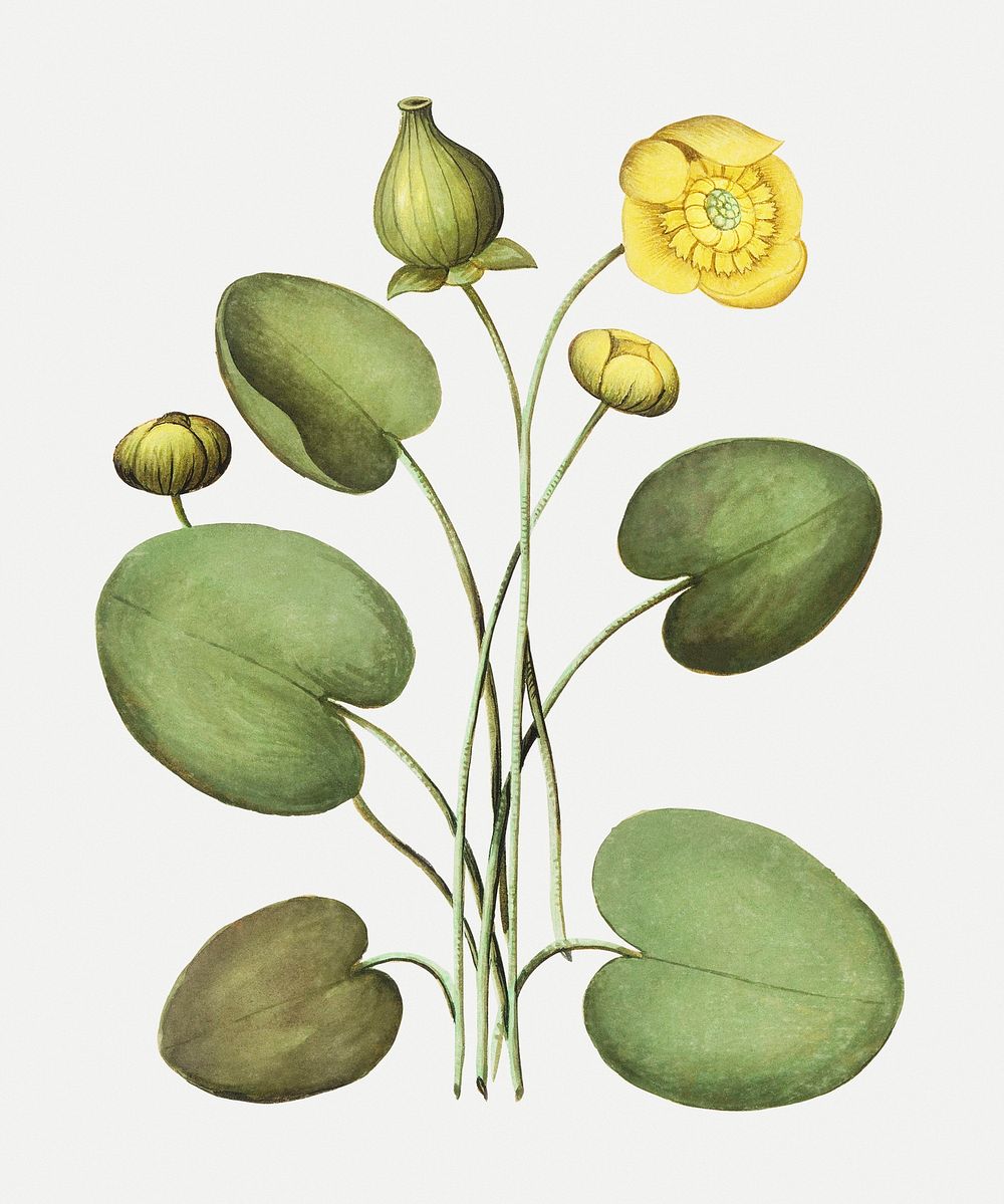 Nuphar lutea Ботанический рисунок