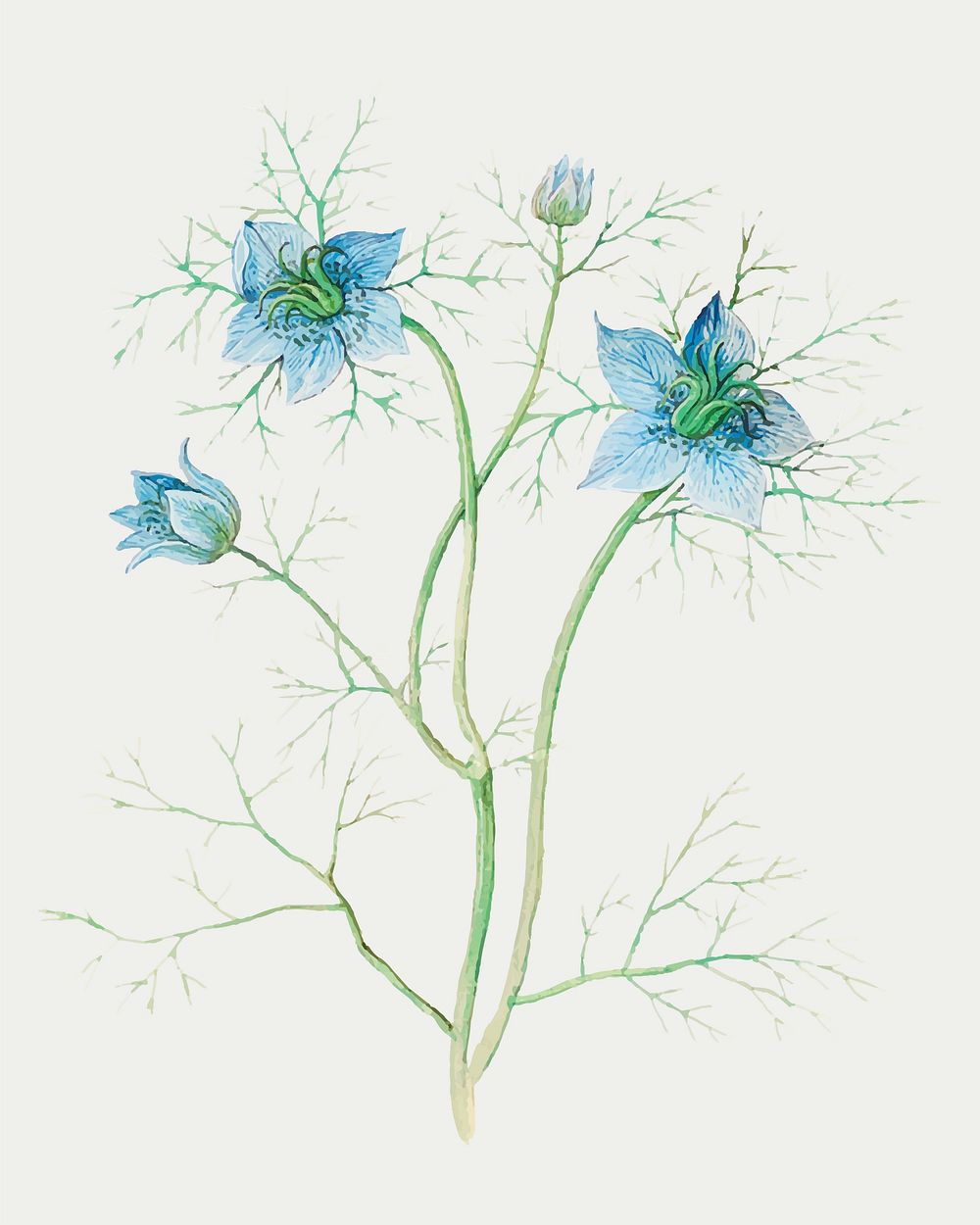 Vintage blue nigella flower illustration in vector