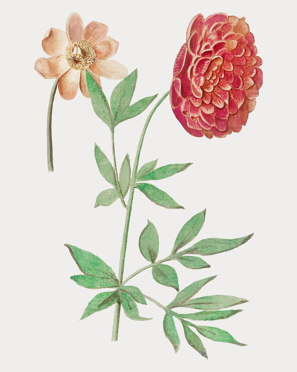 Vintage peony flower illustration in vector