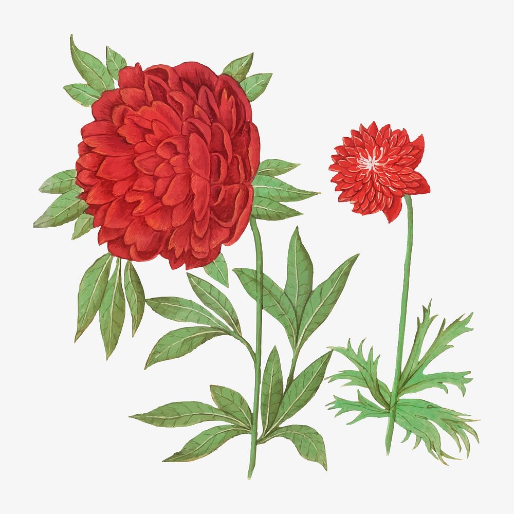 Vintage peony and anemone flower illustration in vector