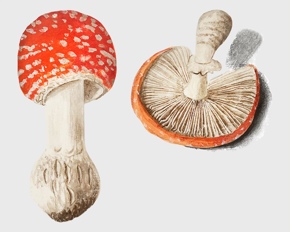 Vintage fly agaric mushroom illustration vector