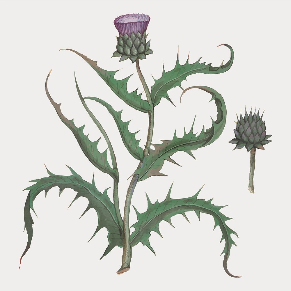 Vintage artichoke flower illustration in vector