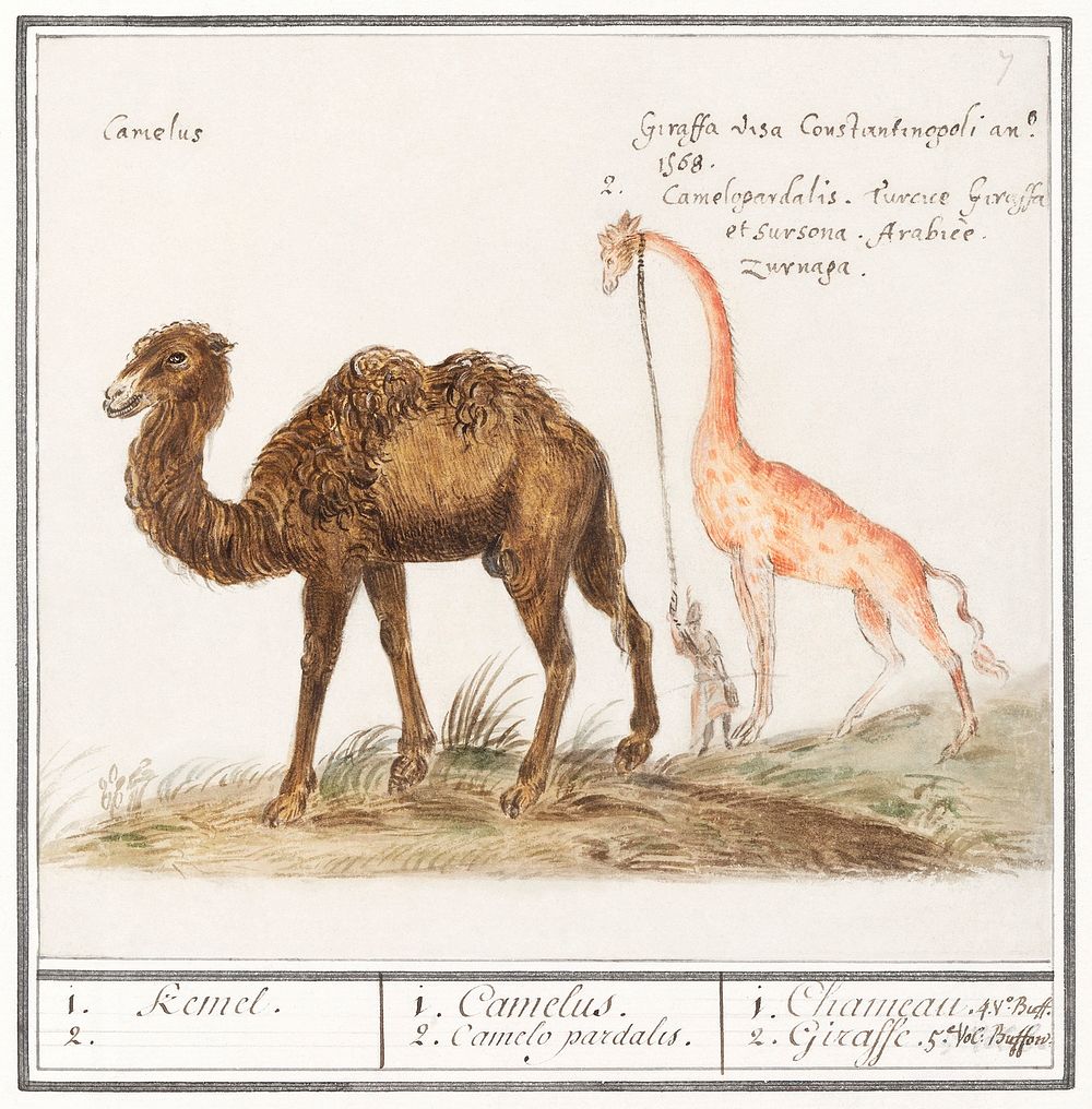 Camel, Camelus ferus bactrianus and Giraffe, Giraffa (1596&ndash;1610) by Anselmus Bo&euml;tius de Boodt. Original from the…