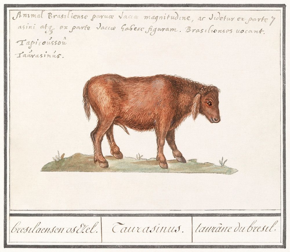 Brazilian cow, Bos taurus (1596&ndash;1610) by Anselmus Bo&euml;tius de Boodt. Original from the Rijksmuseum. Digitally…