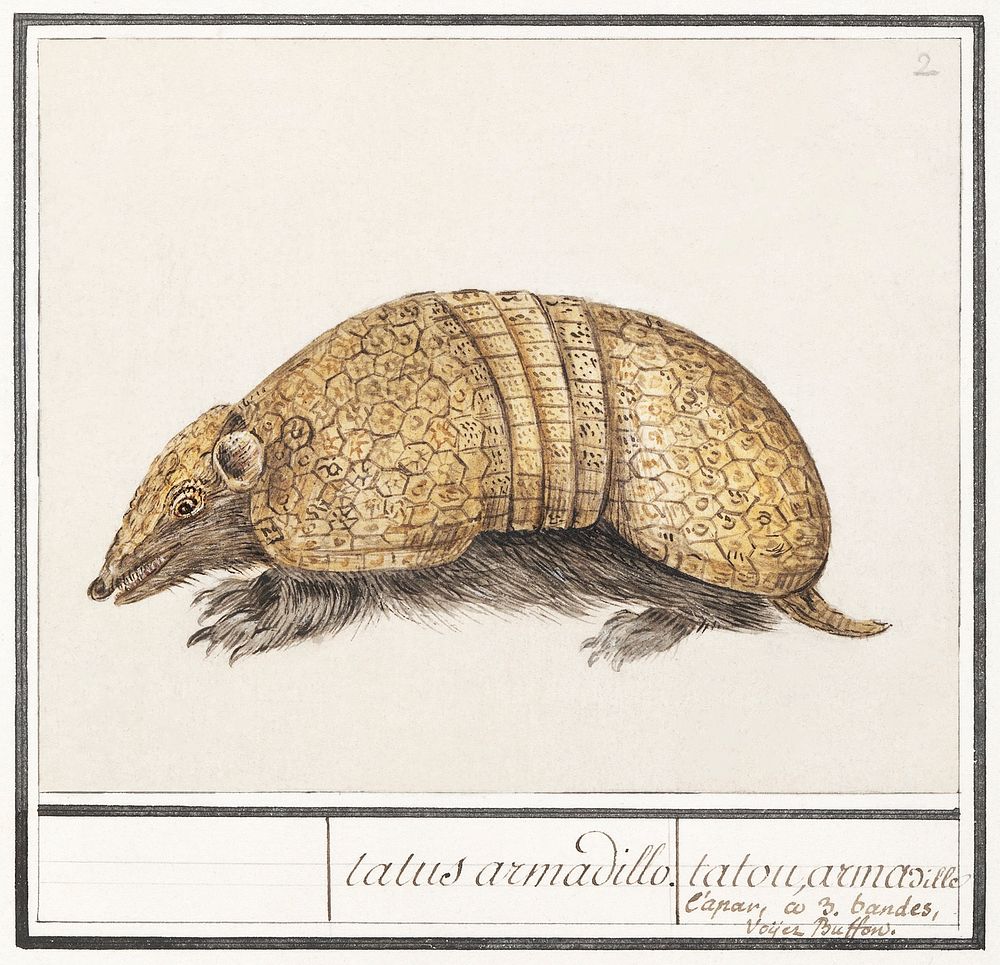 Bullet armadillo, Tolypeutes matacus (1596&ndash;1610) by Anselmus Bo&euml;tius de Boodt. Original from the Rijksmuseum.…