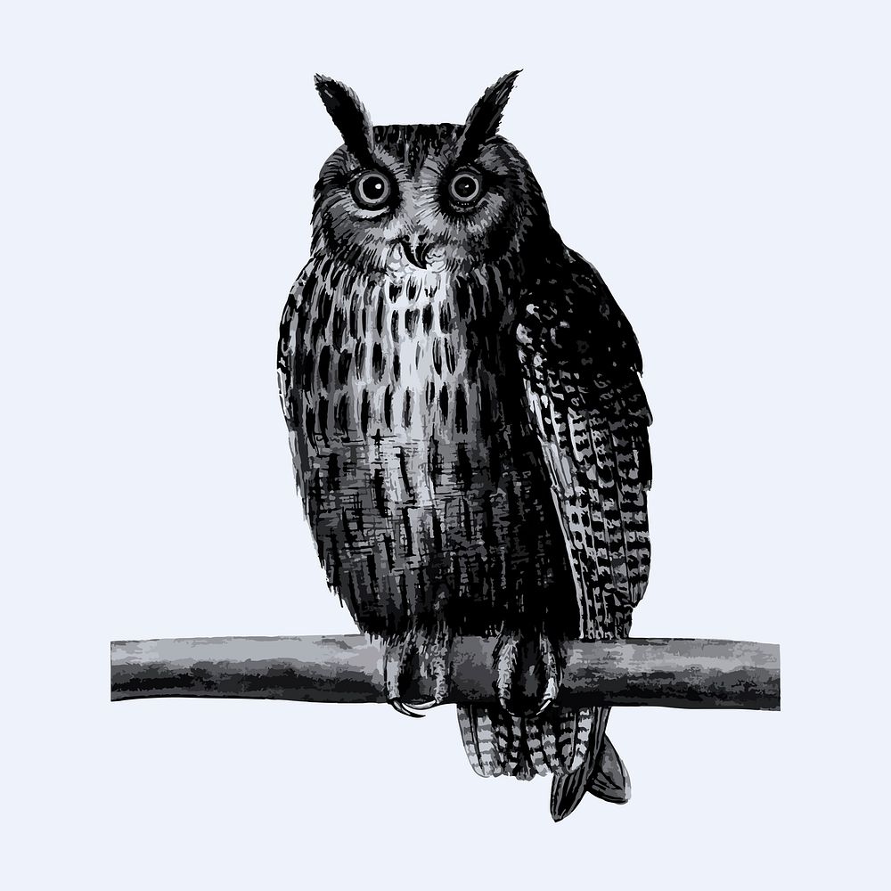 Vintage long eared owl illustration in vector