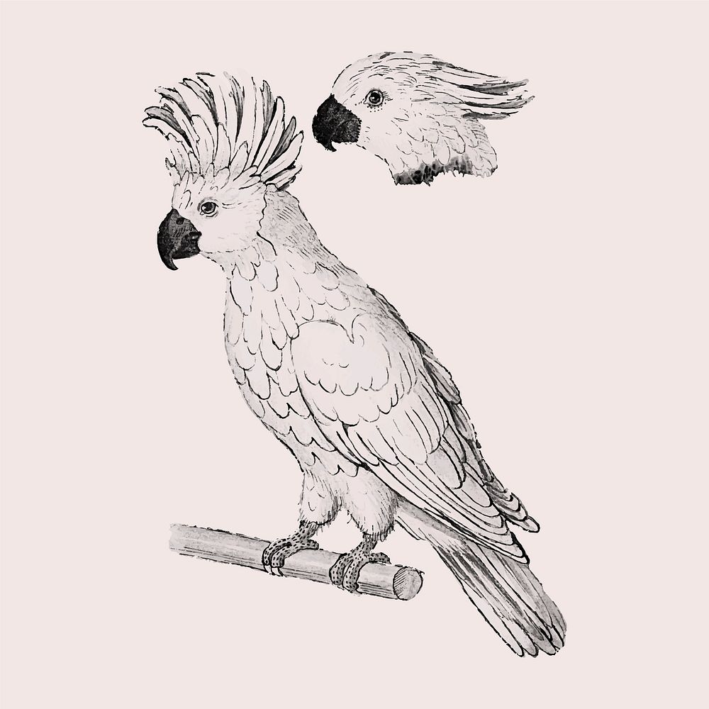 Vintage salmon crested cockatoo illustration in vector
