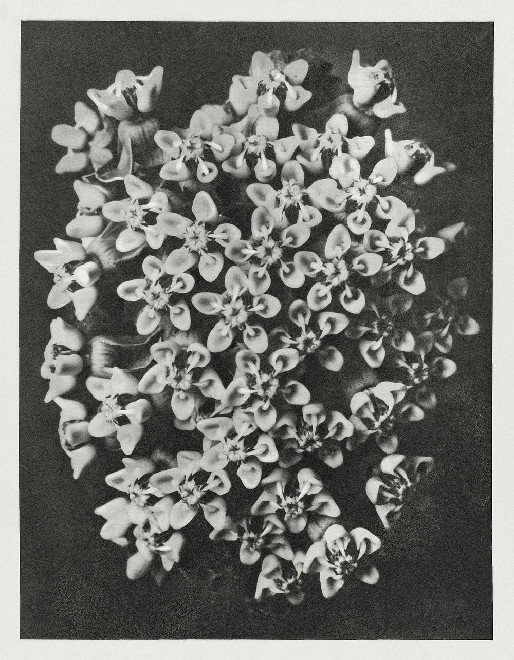 Asclepias incarnata (Swamp Milkweed) enlarged 6 times from Urformen der Kunst (1928) by Karl Blossfeldt. Original from The…
