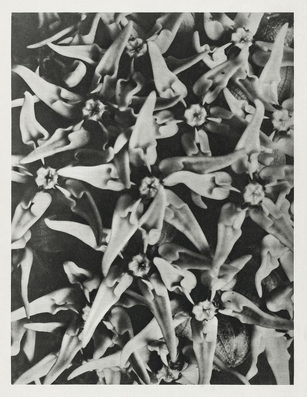 Asclepias speciosa (Showy Milkweed) enlarged 8 times from Urformen der Kunst (1928) by Karl Blossfeldt. Original from The…