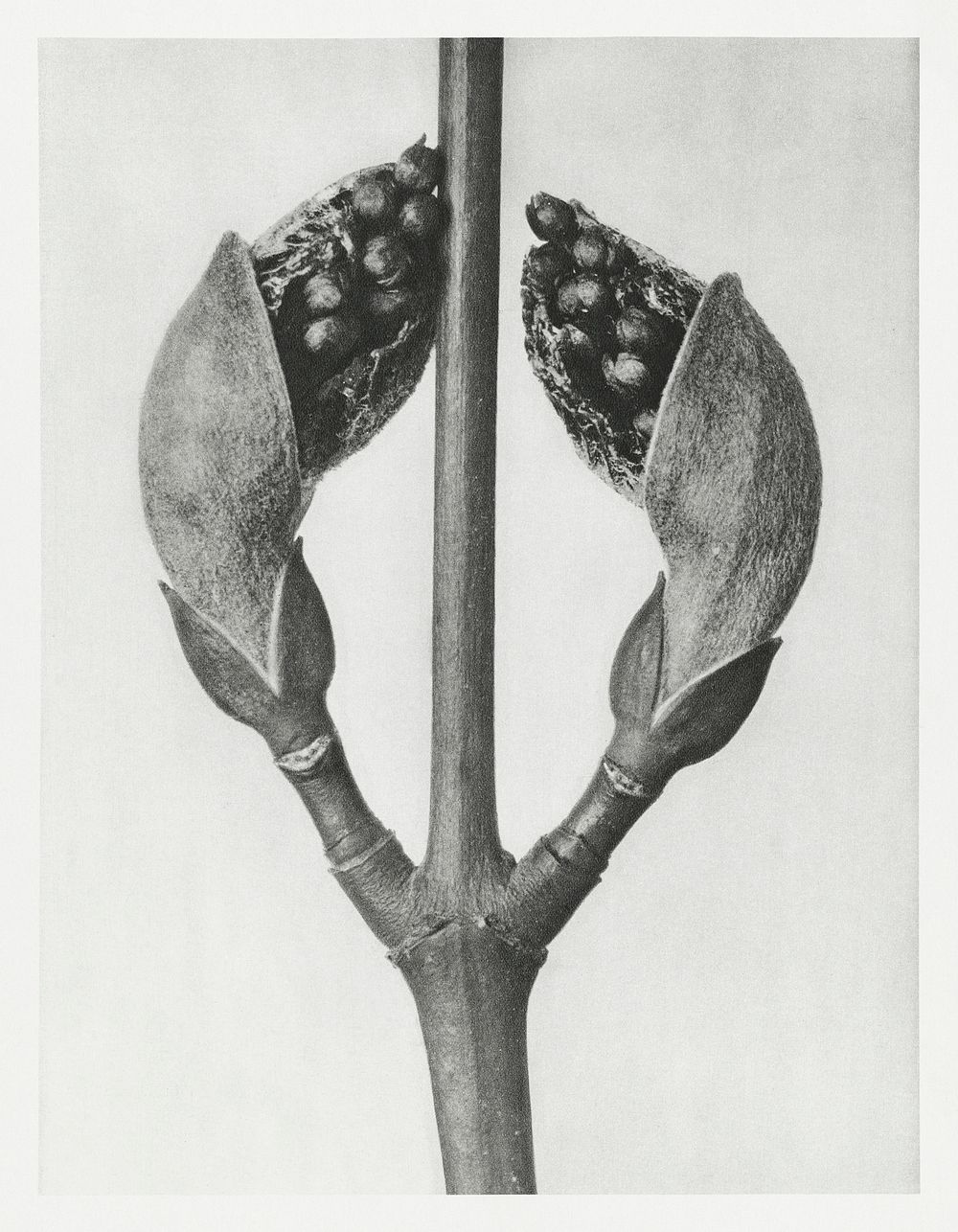Acer Rufinerve (Maple Tree) enlarged 10 times from Urformen der Kunst (1928) by Karl Blossfeldt. Original from The…