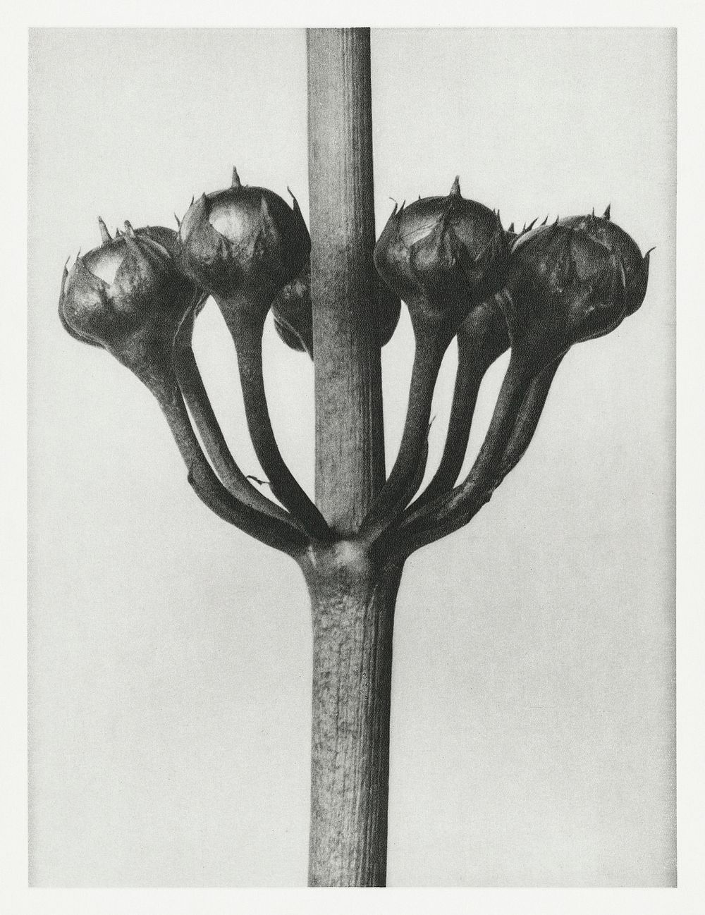 Primula Japonica (Japanese Primrose) fruit enlarged 6 times from Urformen der Kunst (1928) by Karl Blossfeldt. Original from…