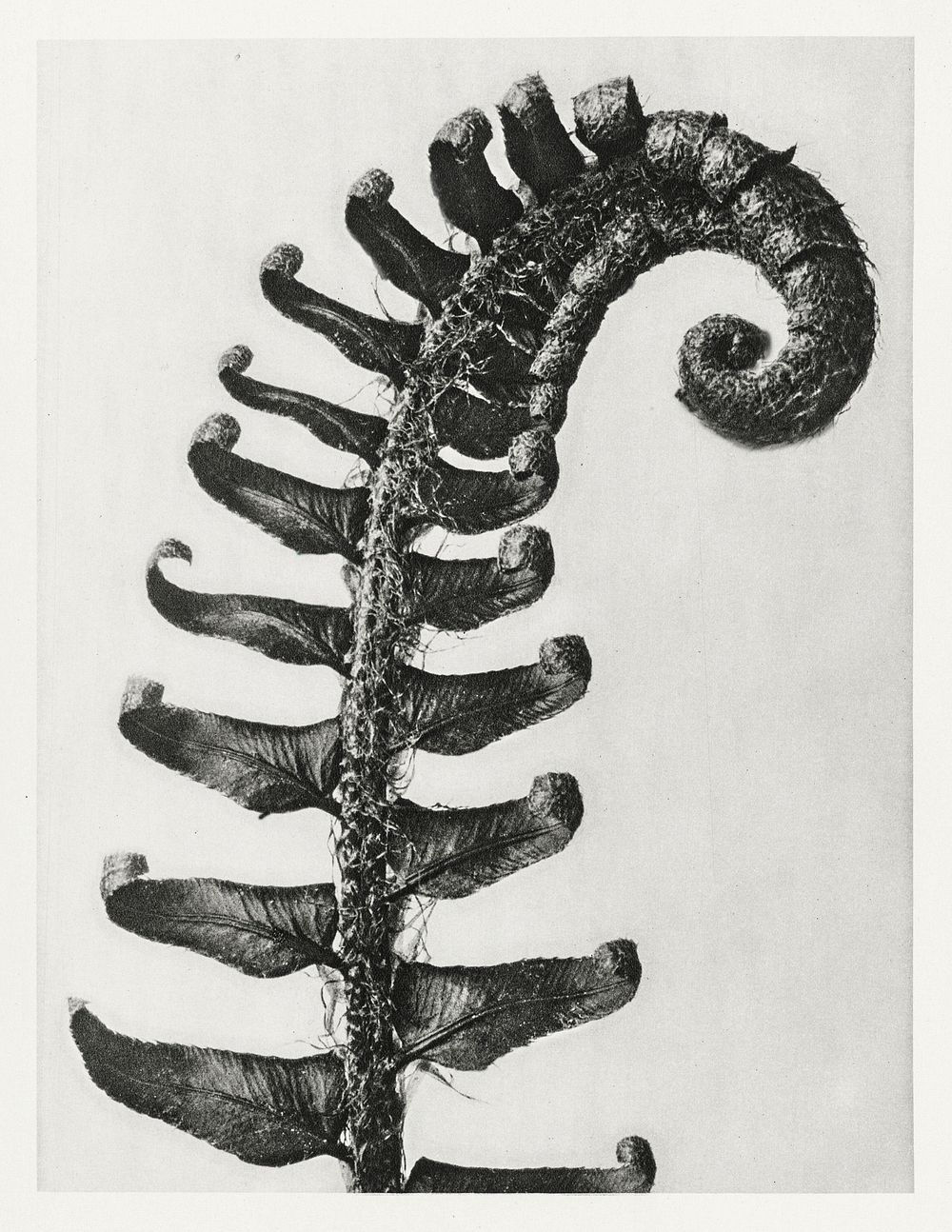 Polystichum Munitum (Prickly Shield&ndash;Fern) Leaf enlarged 6 times from Urformen der Kunst (1928) by Karl Blossfeldt.…