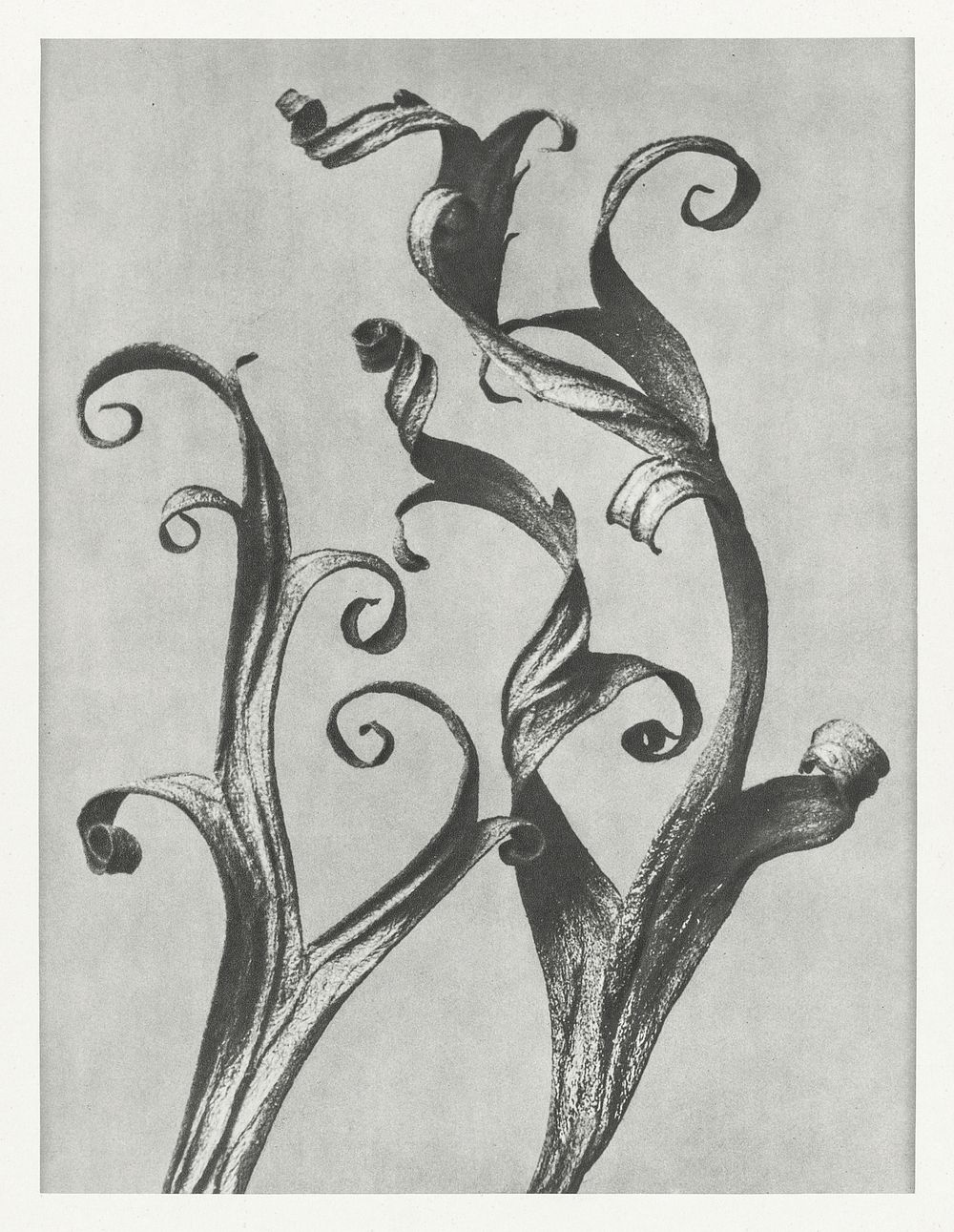 Delphinium (Larkspur Leaves) enlarged 6 times from Urformen der Kunst (1928) by Karl Blossfeldt. Original from The…