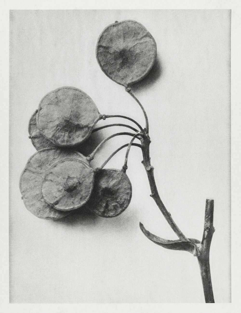 Ptelea Trifoliata (Common Hoptree) enlarged 6 times from Urformen der Kunst (1928) by Karl Blossfeldt. Original from The…