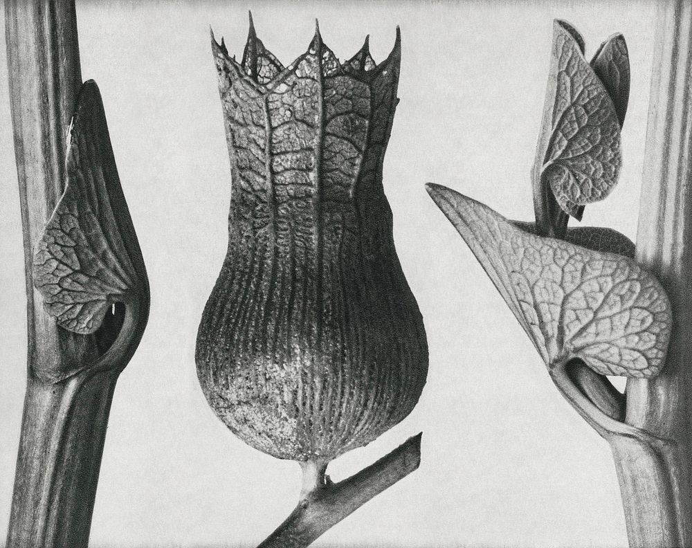 Ristolochia Clematitis (Birthwort) enlarged 8 times,Hyoscyamus Niger (Henbane) enlarged 10 times,and Aristolochia Clematitis…