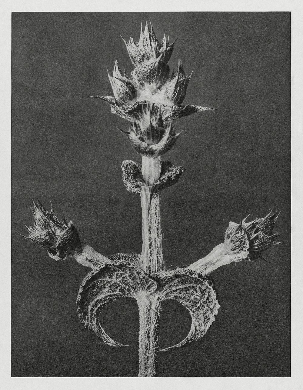 Salvia Aethiopis (Mediterranean Sage) enlarged 4 times from Urformen der Kunst (1928) by Karl Blossfeldt. Original from The…