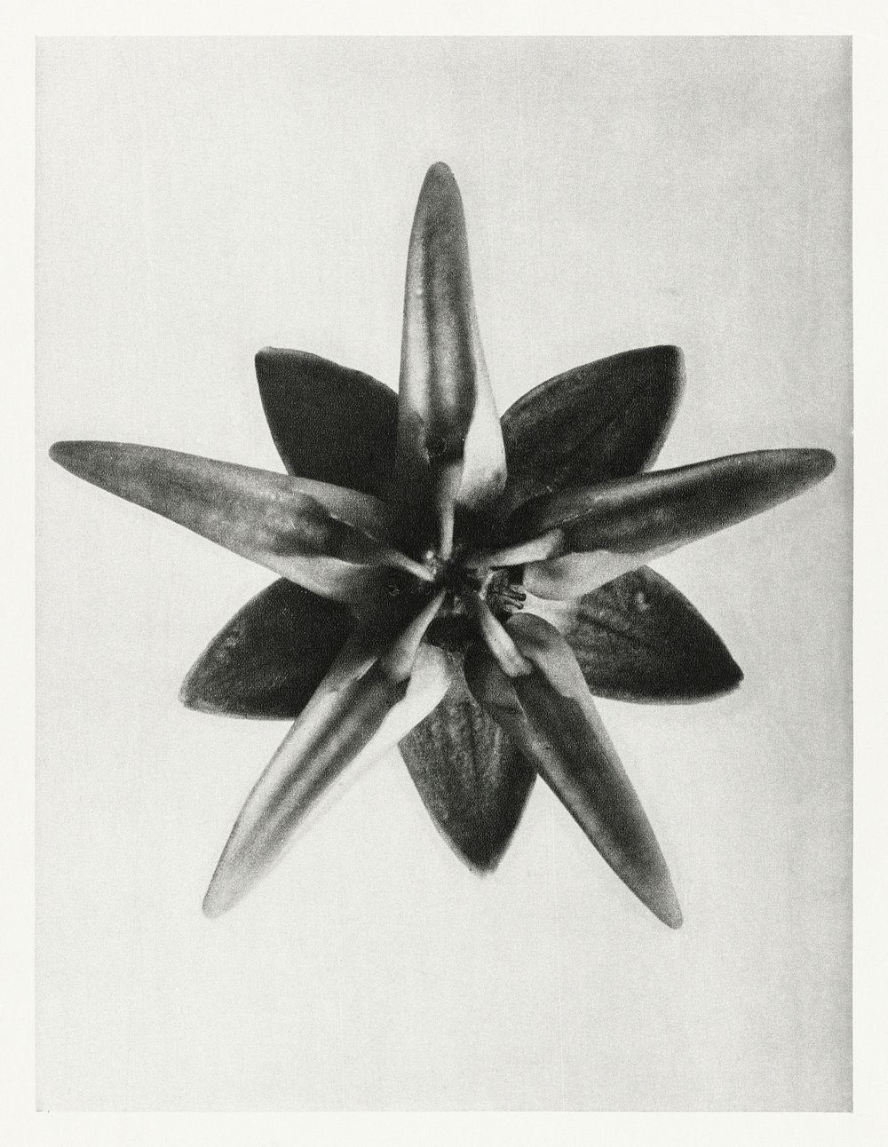 Asclepias Speciosa (Milkweed Flower) enlarged 10 times from Urformen der Kunst (1928) by Karl Blossfeldt. Original from The…