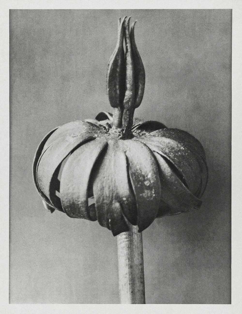 Eranthis cilicica (Winter Aconite) enlarged 8 times from Urformen der Kunst (1928) by Karl Blossfeldt. Original from The…