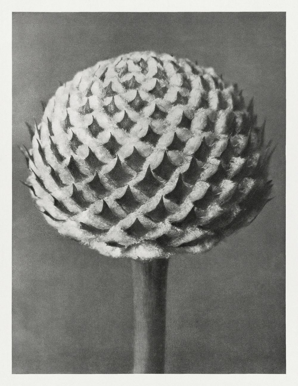 Cephalaria (Small Teasel) enlarged 10 times from Urformen der Kunst (1928) by Karl Blossfeldt. Original from The…
