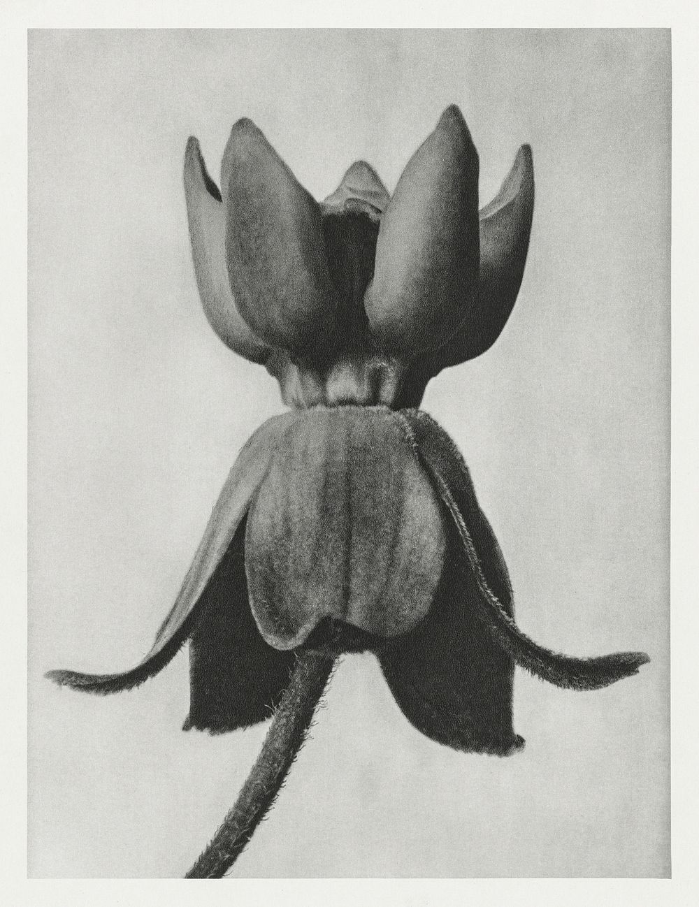 Asclepias syriaca (Common Milkweed) enlarged 18 times from Urformen der Kunst (1928) by Karl Blossfeldt. Original from The…
