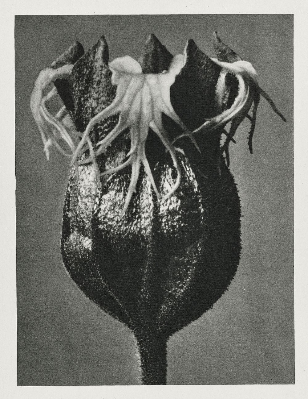 Tellima randiflora (Fringe Cups) enlarged 25 times from Urformen der Kunst (1928) by Karl Blossfeldt. Original from The…