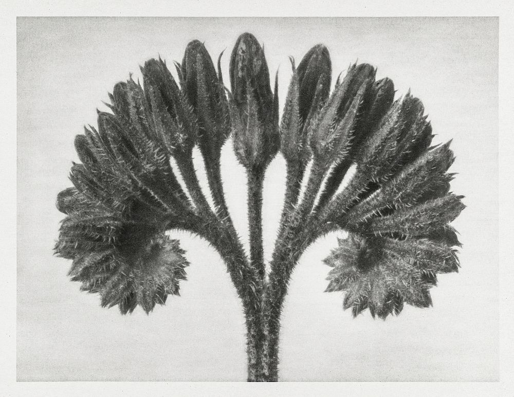 Symphytum Officinale (Common Comfrey) enlarged 8 times from Urformen der Kunst (1928) by Karl Blossfeldt. Original from The…