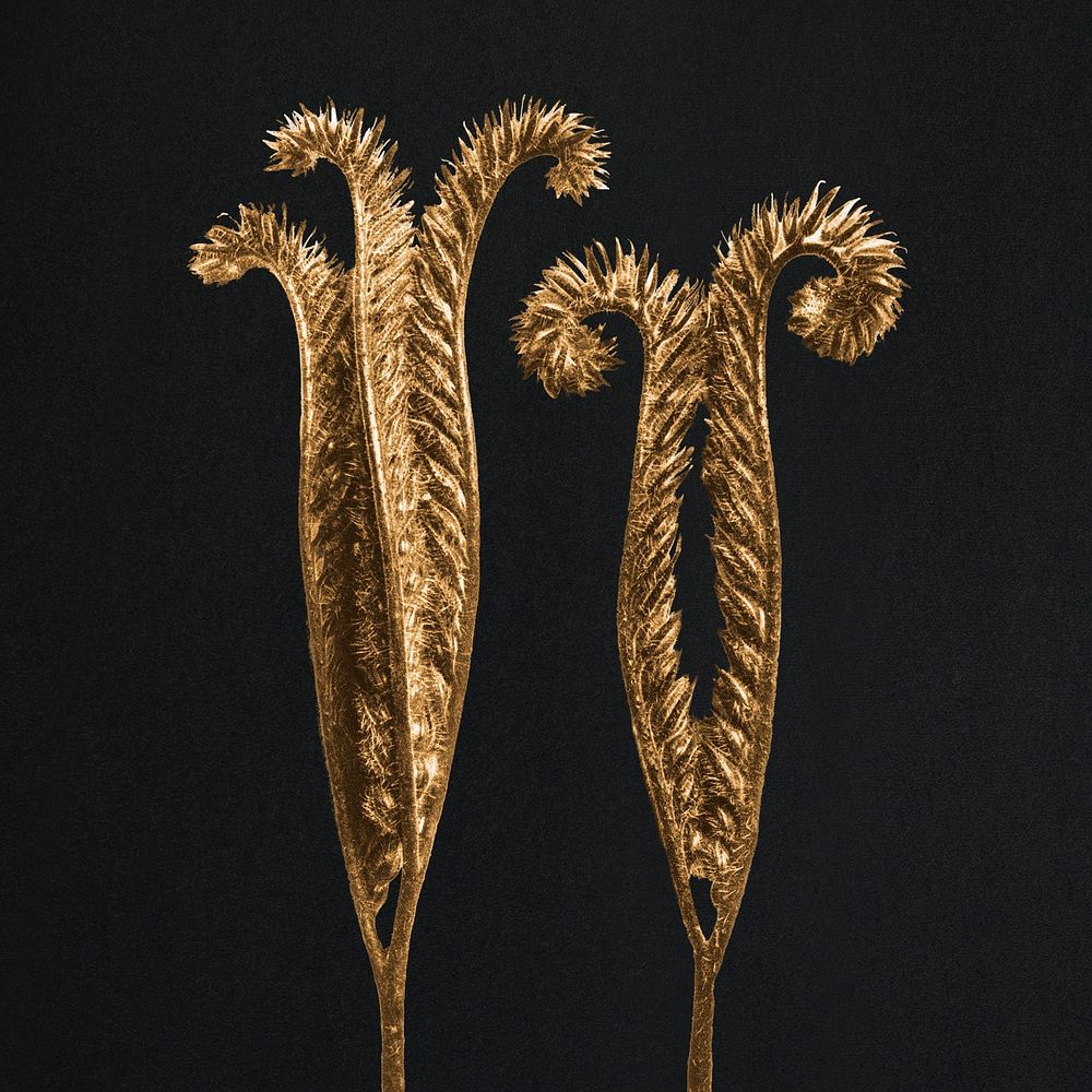 Gold Phacelia Tanacetifolia (Lacy Phacelia) enlarged 4 times on black background